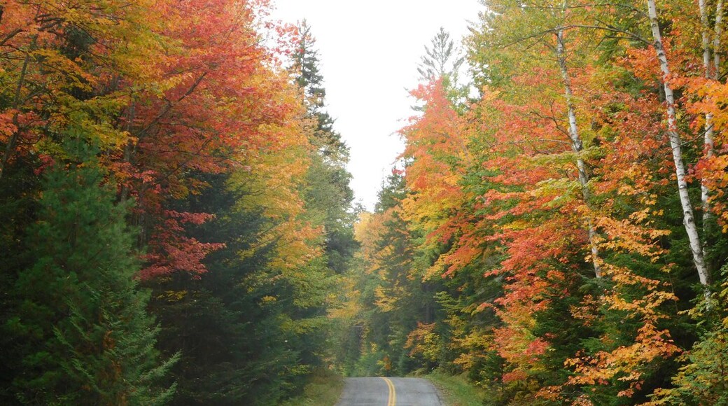 Road to the abandoned mining town of Tahawus in the Adirondacks. The leaves on the trees are in their beautiful autumn colors. #nature