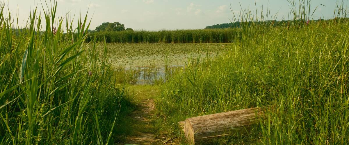 Wetland along the Mohawk River at Lions Park, Niskayuna, New York