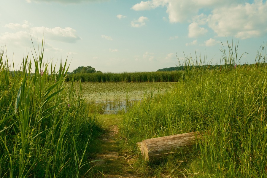 Wetland along the Mohawk River at Lions Park, Niskayuna, New York