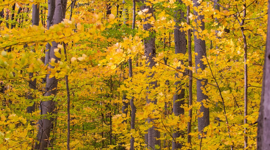 Acer saccharum, the sugar maple