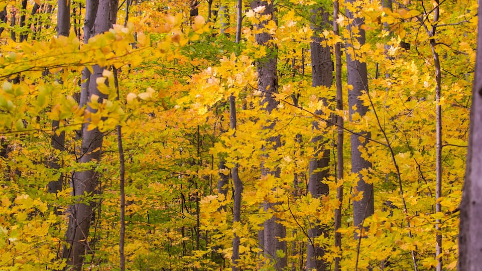 A dense forest with tall trees and vibrant yellow foliage.