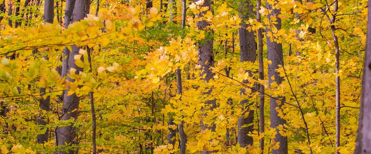 A dense forest with tall trees and vibrant yellow foliage.