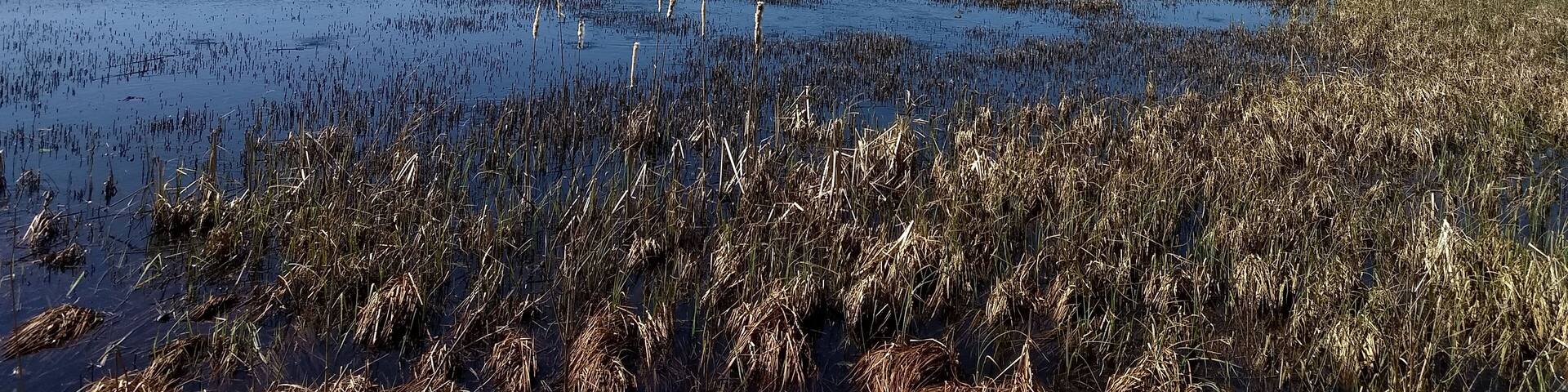 Der Moorsee in den Weiherwiesen in Tauchenweiler bei Essingen