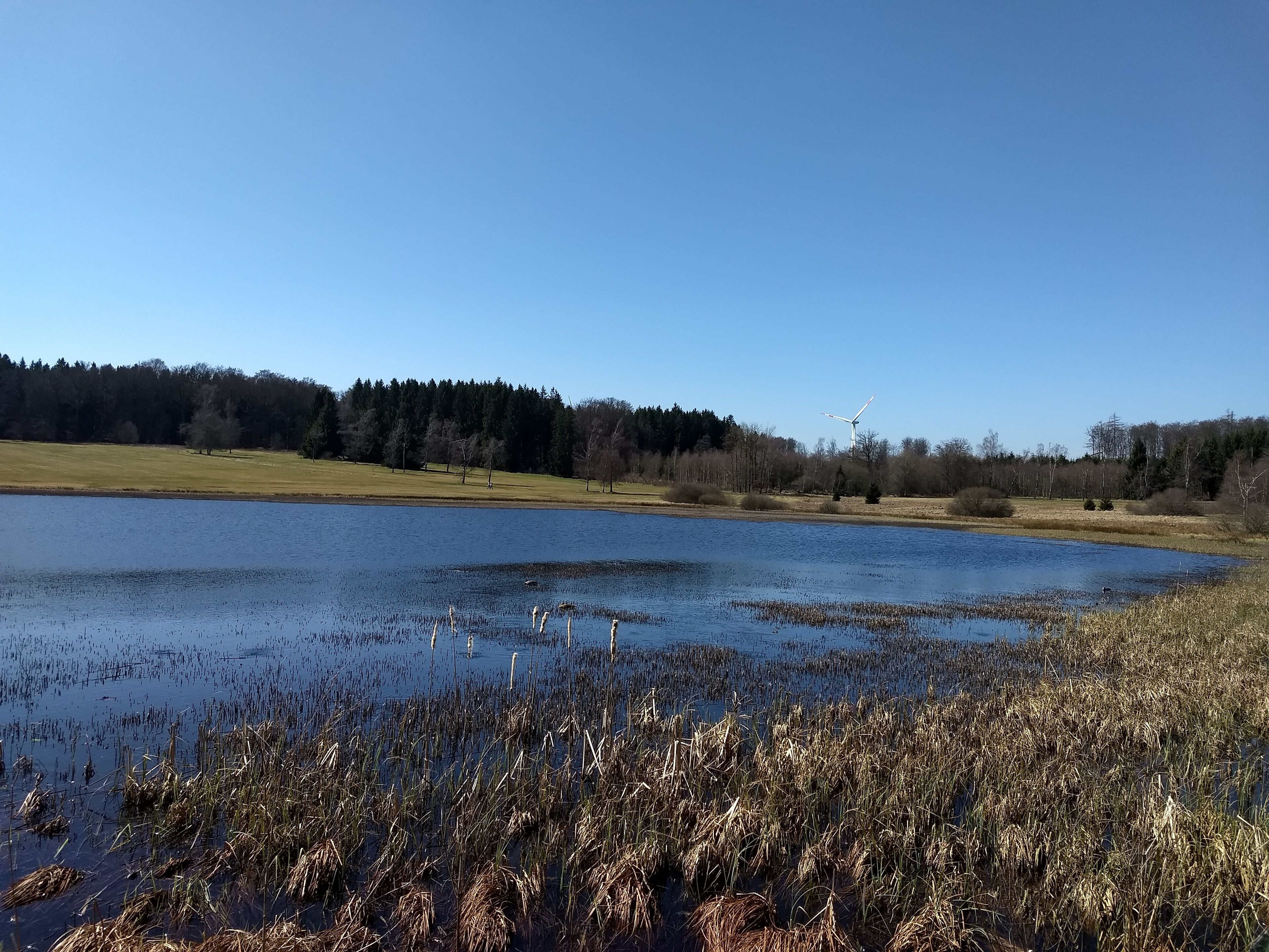 A lake with reeds, a wind turbine, and a forest in the background.