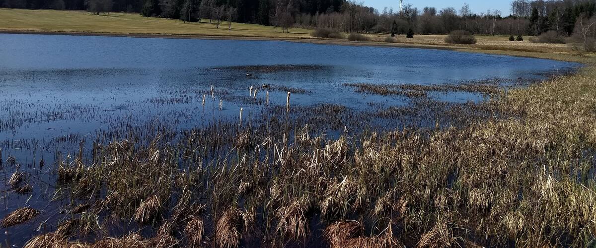A lake with reeds, a wind turbine, and a forest in the background.