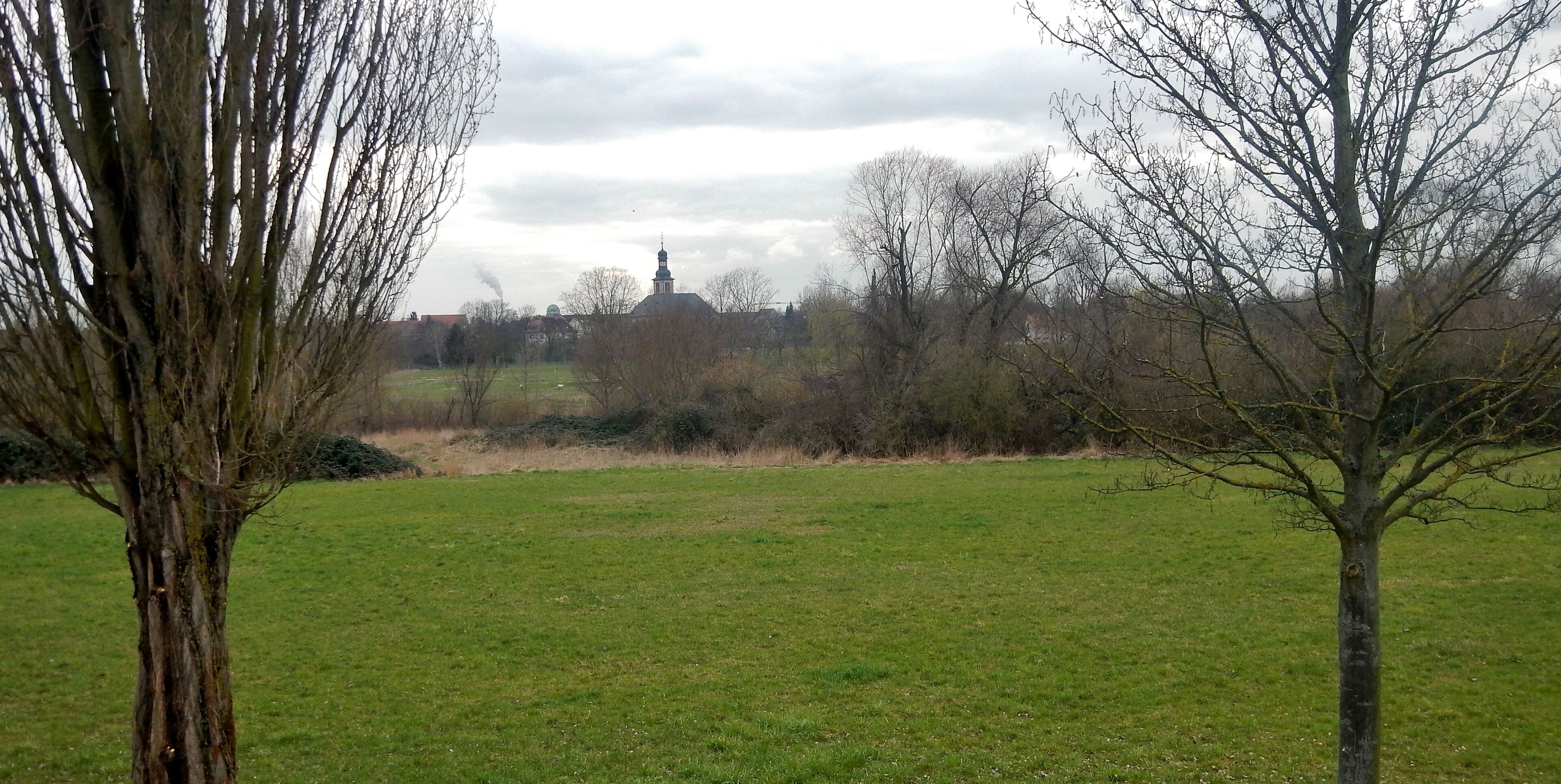 A grassy field with leafless trees and a distant building with a dome and spire.