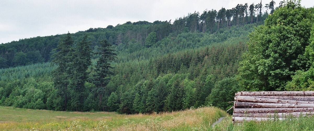 A gravel path winding through a grassy field with a dense forest in the background.
