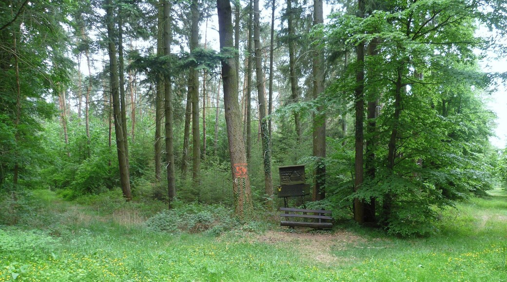 Der heutige Rastplatz Rundes Haus, an dem das Jagdschloss Jägersburg (erbaut 1609) stand. Ort: Jägersburger Wald bei Einhausen (Hessen). Rechts und links von der Ruhebank sind V-förmig zwei der insgesamt sechs Wege zu erkennen, die zu dem ehemaligen Jagdhaus hinführten.