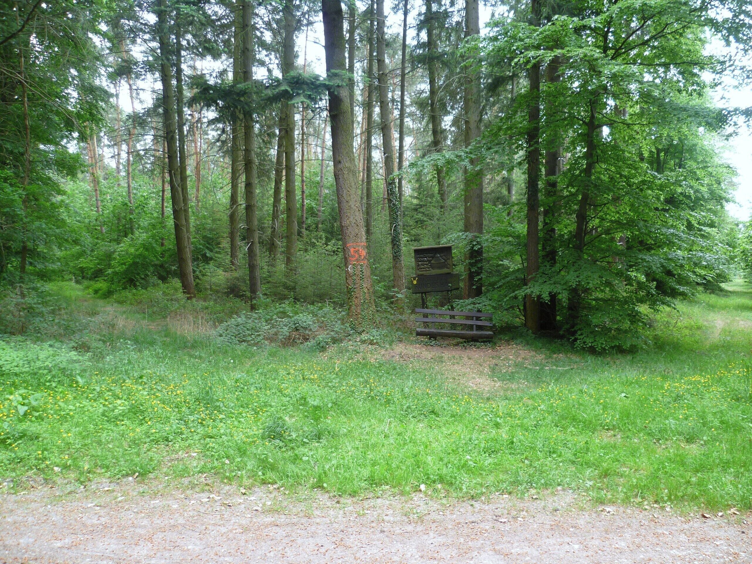 A forest with tall trees, a wooden bench, and a signboard.