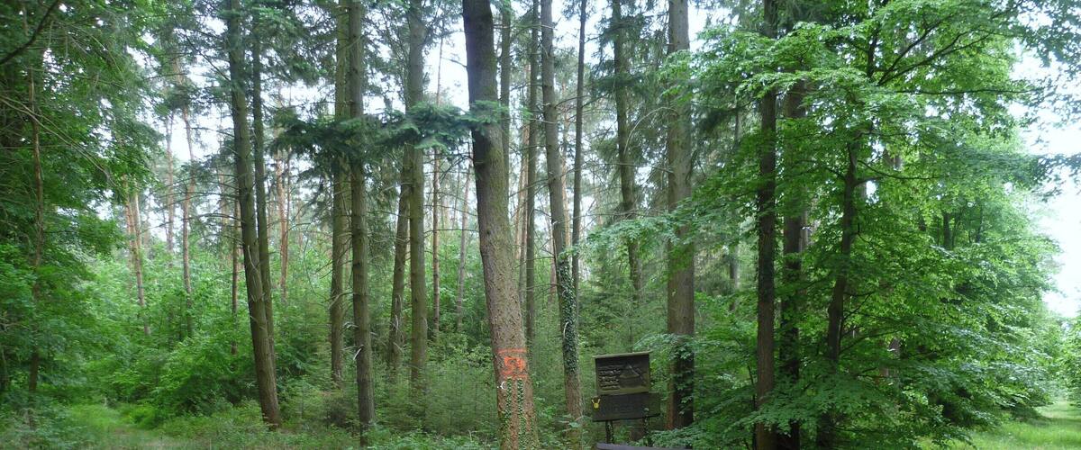 A forest with tall trees, a wooden bench, and a signboard.
