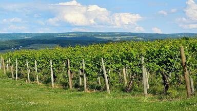 Vineyard in the Summer, Looking at Long Rows of Grape Vines