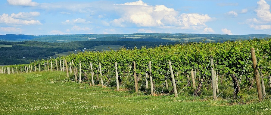 Vineyard in the Summer, Looking at Long Rows of Grape Vines