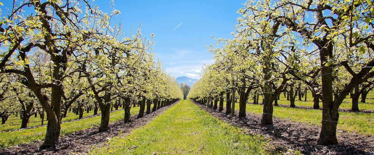 An orchard with rows of trees and a clear sky.