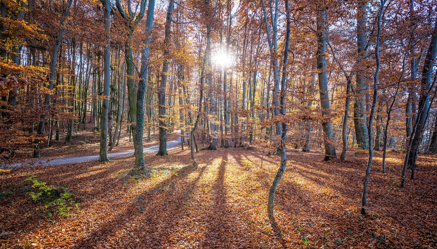 A forest with a sunlit path covered in fallen leaves.