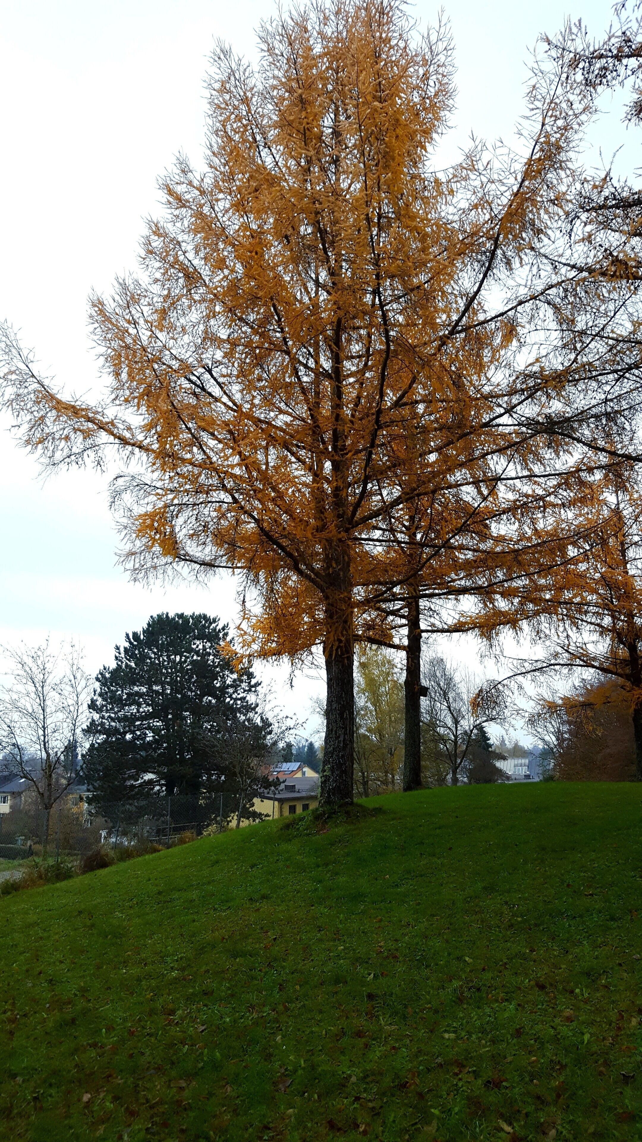 Waldfriedhof in Krailling