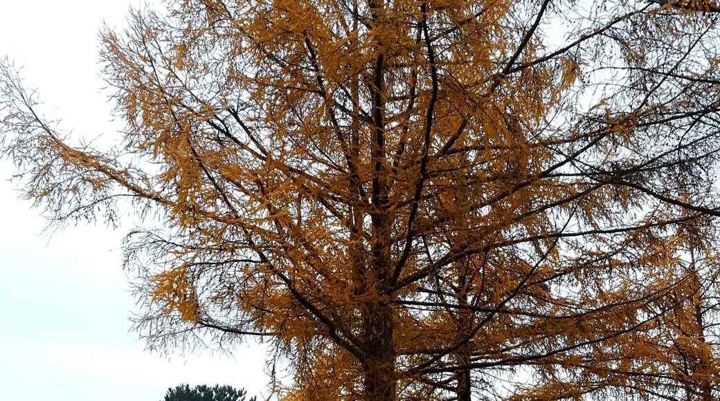 Waldfriedhof in Krailling