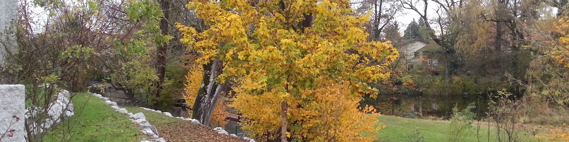 Würm in Krailling im November