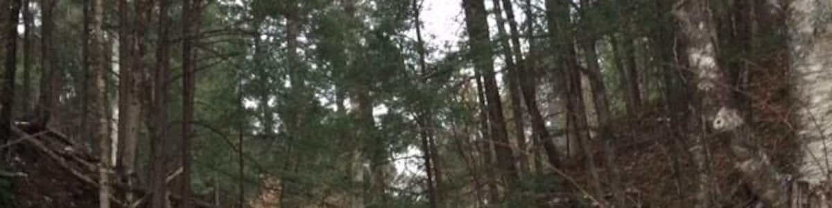 Hiking up to The beautiful Kaatetskill Falls' in the catskill mountains of New York !! #hiking
#waterlust