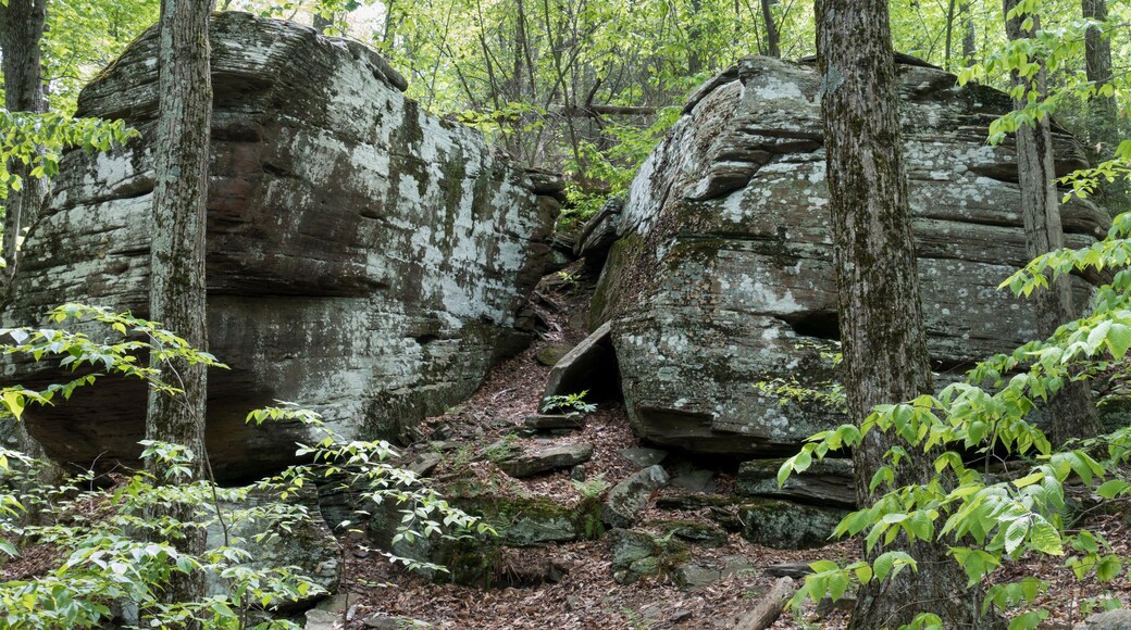 Giant Boulders in a Catskill Mountain Forest