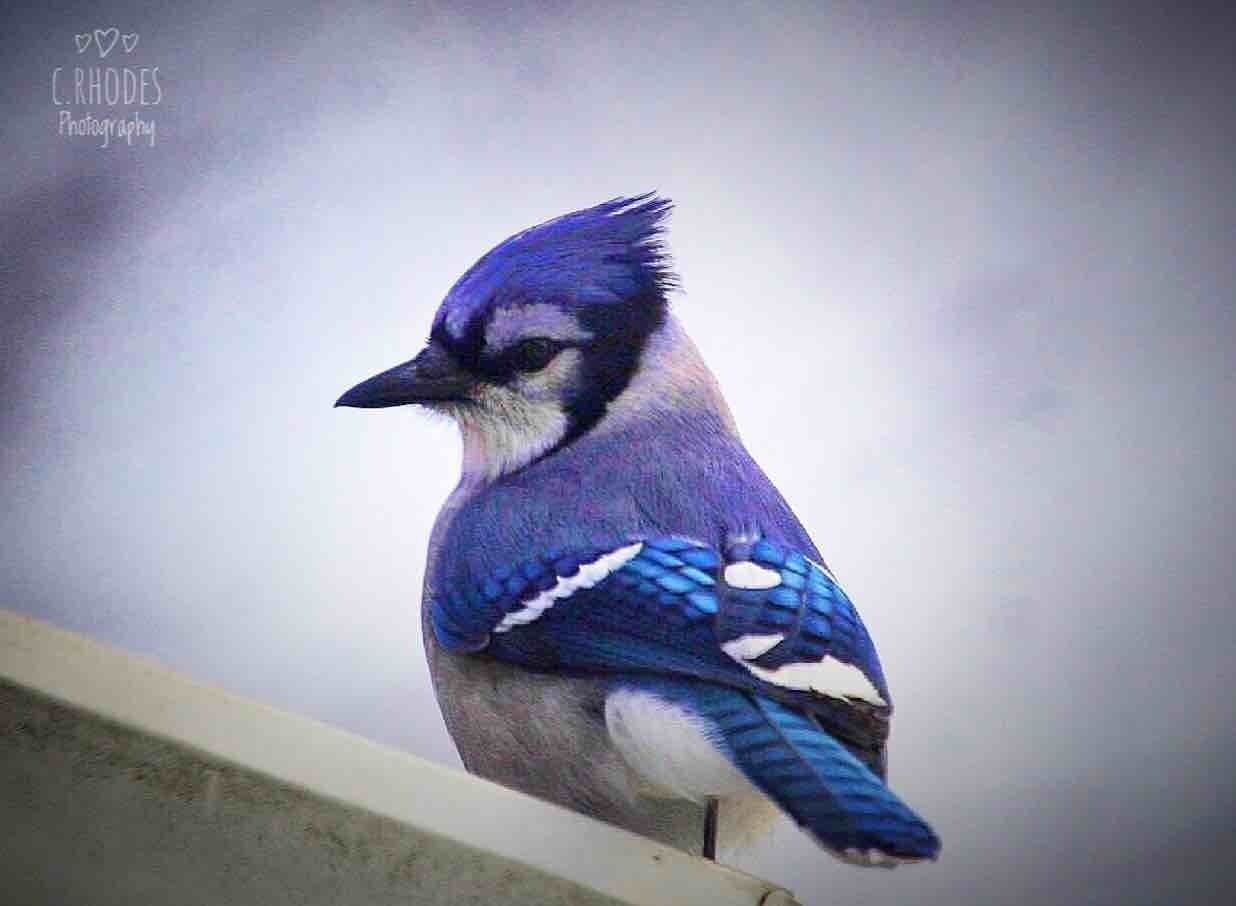 Beautiful Bluejay