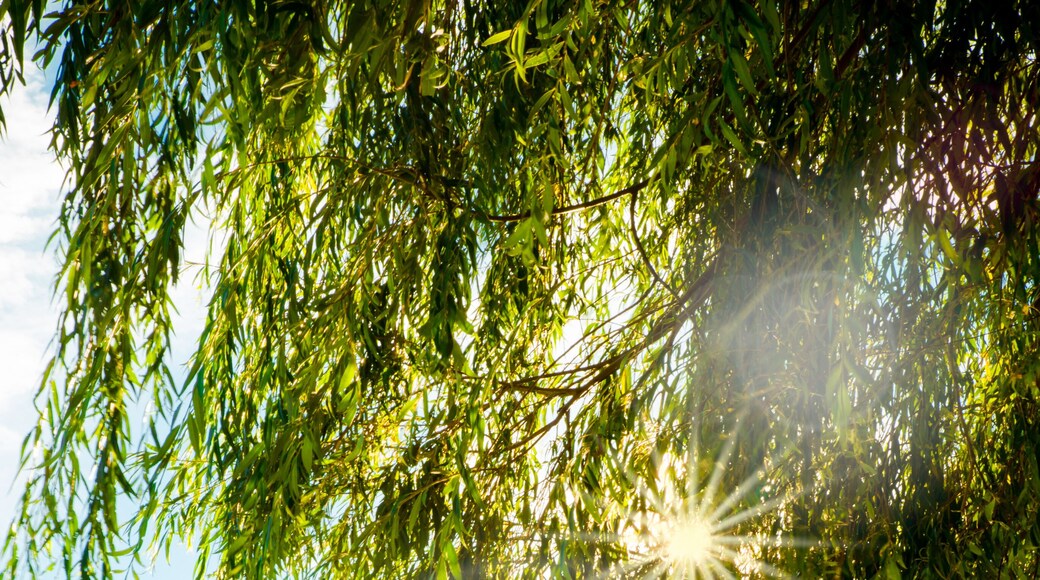 River, mountains and dock with sun shining through the trees from Cold Spring NY