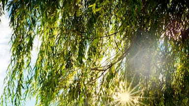 River, mountains and dock with sun shining through the trees from Cold Spring NY