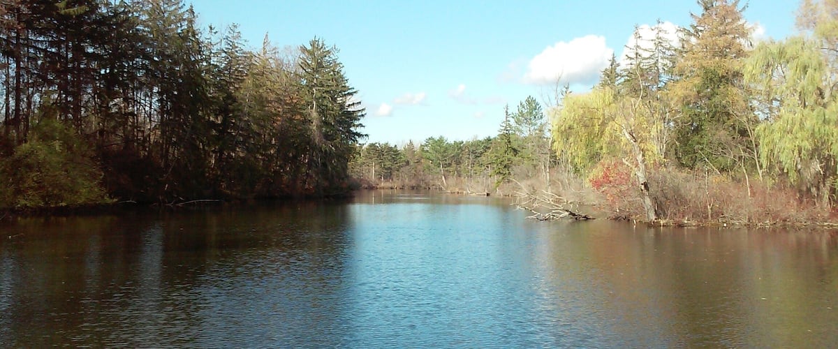 A calm river surrounded by dense trees and a clear sky.