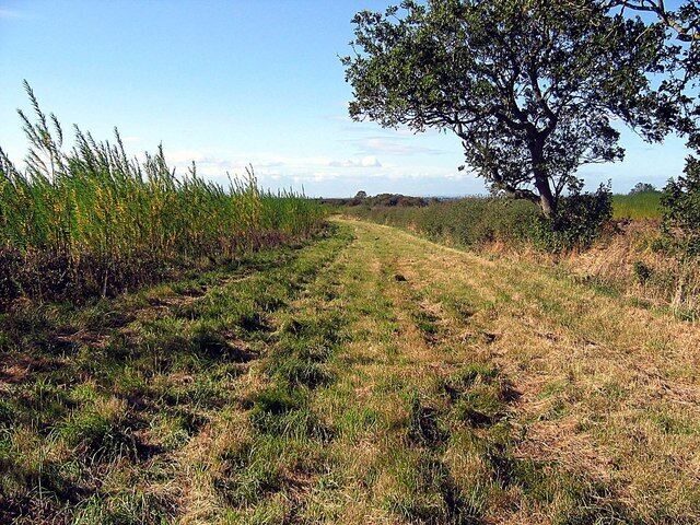 Footpath alongside field of willows