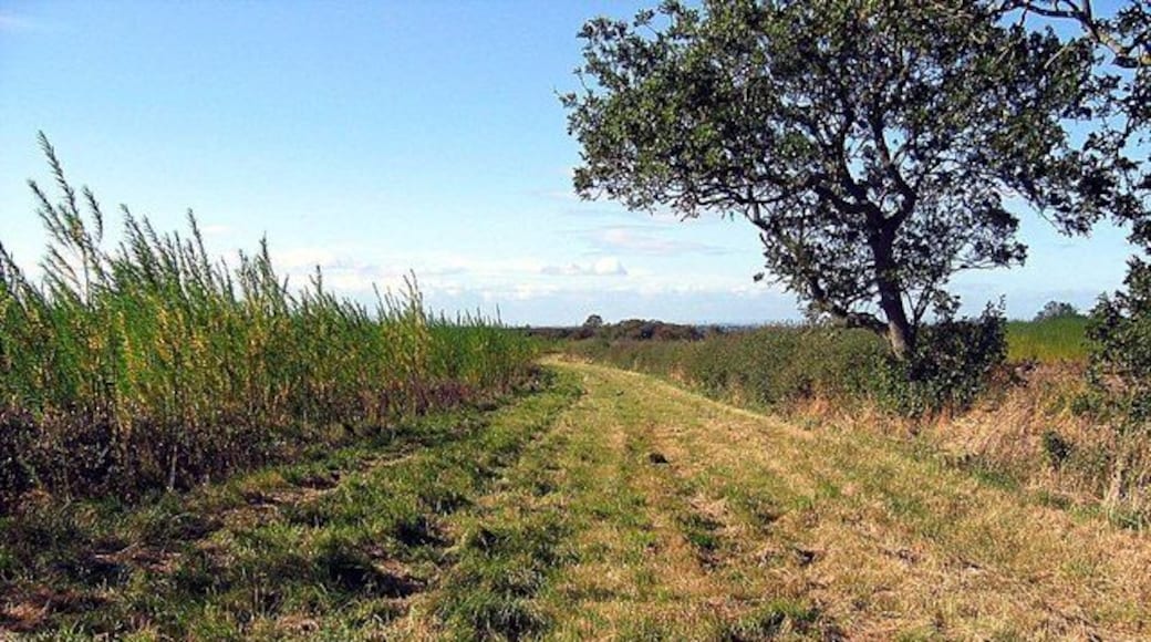 Footpath alongside field of willows