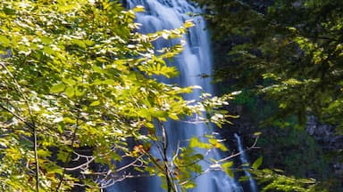 This was a shot I took along the trail to the Falls. Well worth it!