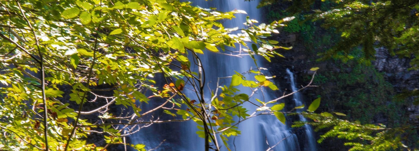 This was a shot I took along the trail to the Falls. Well worth it!