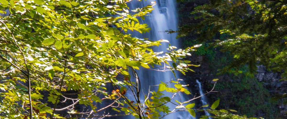 A waterfall surrounded by green foliage.