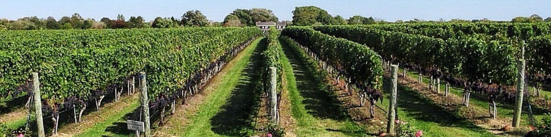 Grapes ready for harvest at Wolffer Wine on the south fork of Long Island