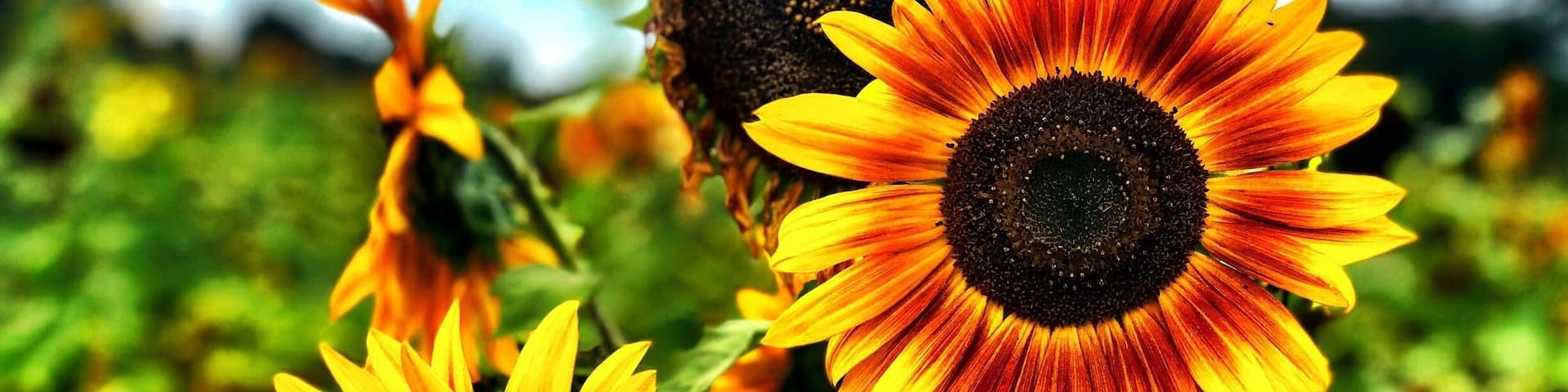 Sunflowers of Sanborn in Western New York