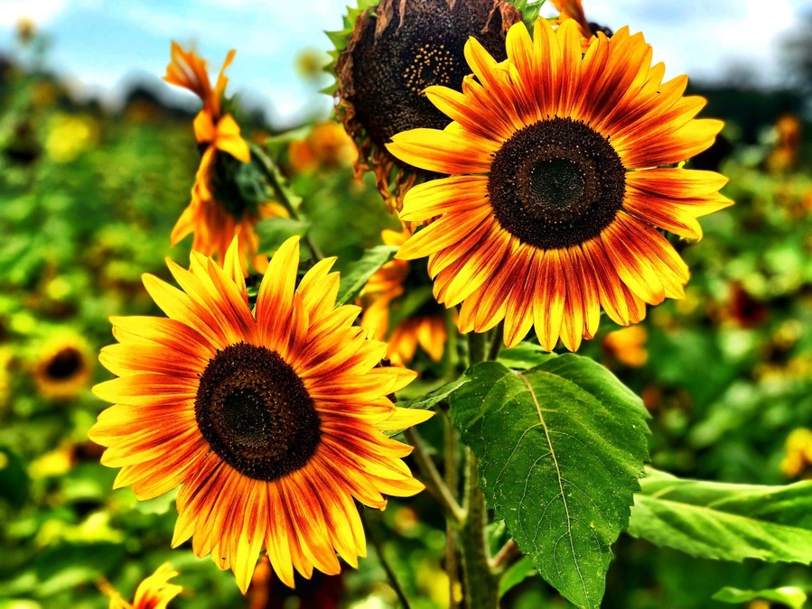 Sunflowers of Sanborn in Western New York