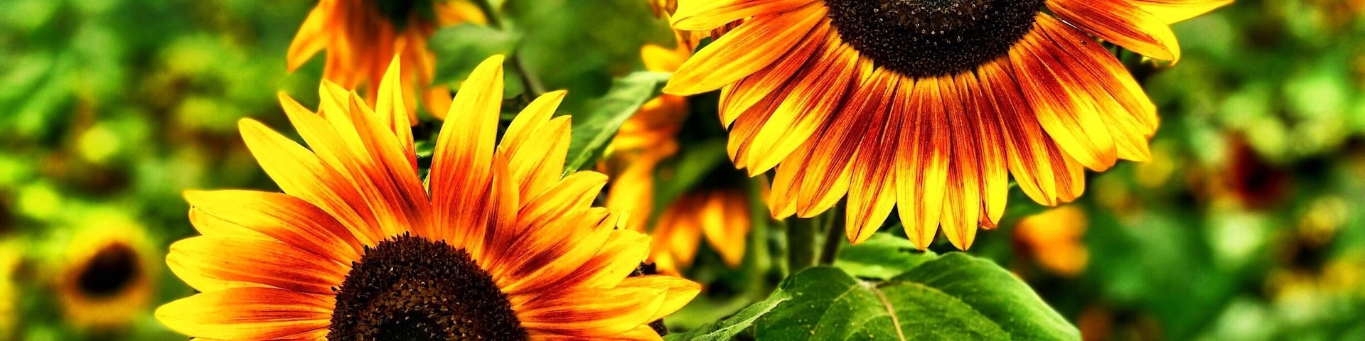 Sunflowers of Sanborn in Western New York