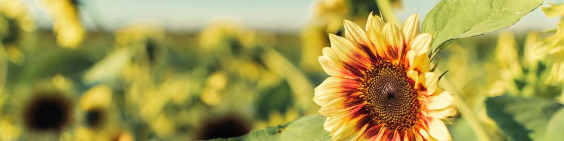 Minutes away from Buffalo-NY , easy to get and amazing field! It was worth it! #sunflowers