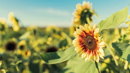 Minutes away from Buffalo-NY , easy to get and amazing field! It was worth it! #sunflowers
