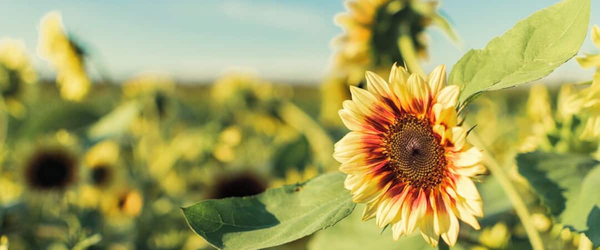 A sunflower field with a clear blue sky.