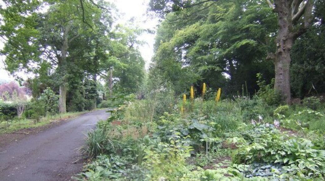 Fine herbaceous border By the driveway into Binny Plants nurseries, near Ecclesmachan. Needless to say the nursery specialises in herbaceous plants for the garden.