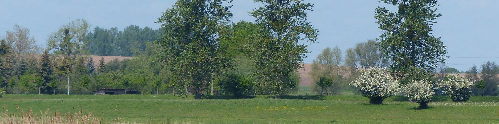 Die Lostauer Alte Elbe im Biosphärenreservat Mittelelbe ist im Frühjahr 2017 temporär zu einem Schwanensee geworden. Unwillkührlich kommt einem da das berühmte Balett Tschaikowskis in den Sinn. Jedoch nicht die elfengleichen Wesen des Komponisten bestimmen die Szene, sondern an die hundert - mitunter noch mehr - nicht zur Brut schreitende Höckerschwäne (Cygnus olor) setzen hier Akzente. Sie nutzen den Altarm des Flusses als Nahrungsquelle und Ruhezone.