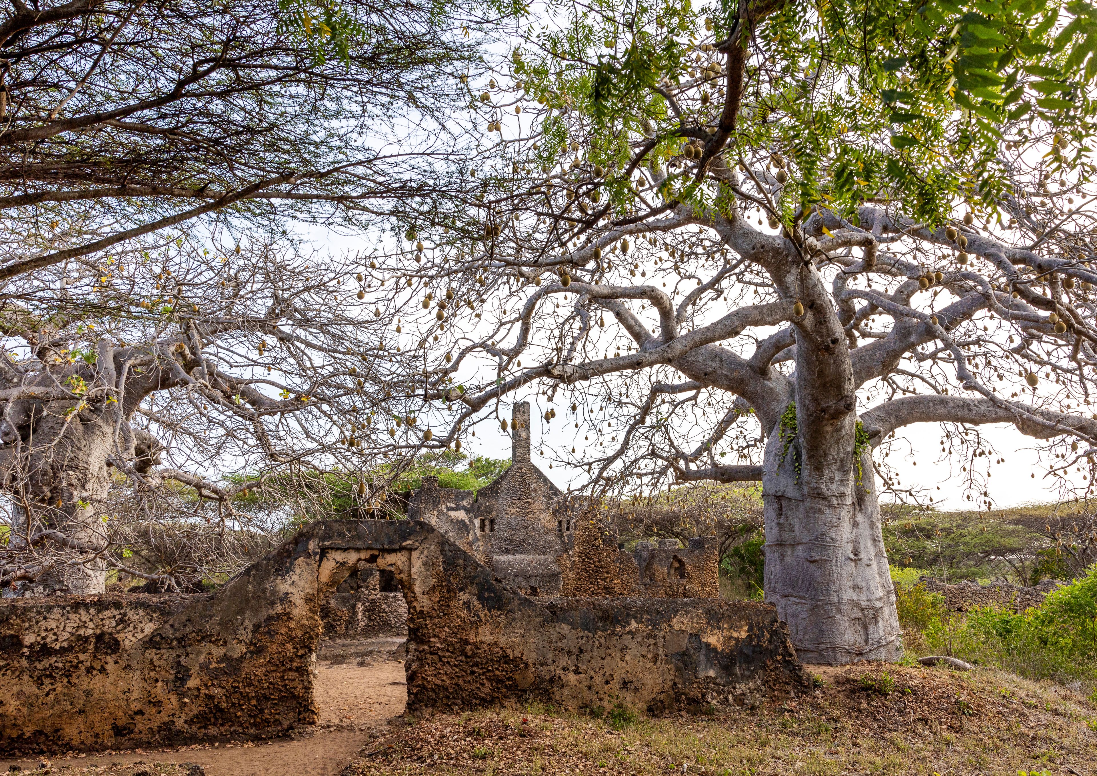 A large tree with sprawling branches and a stone structure in the background.