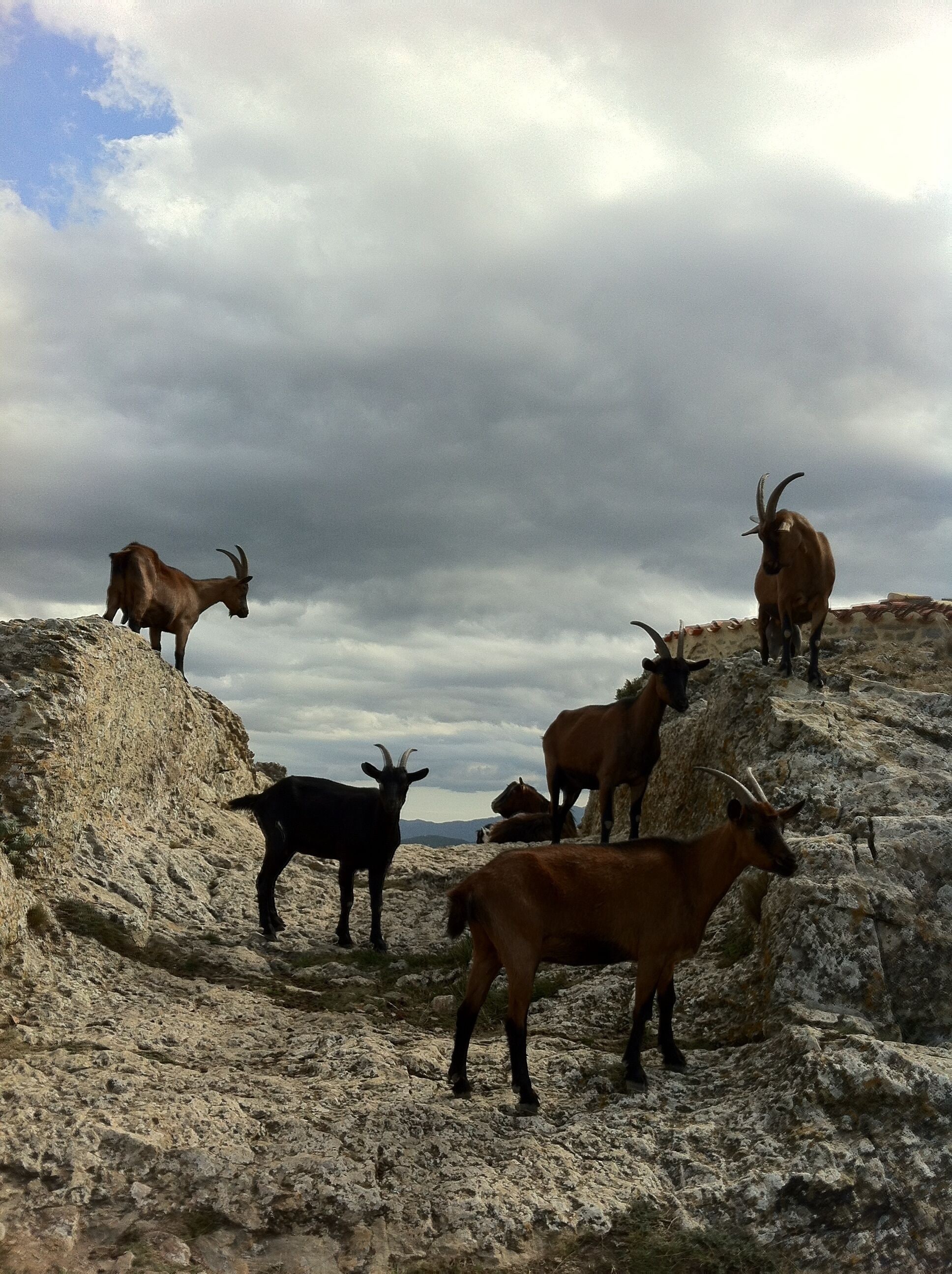 66300 Camélas, France