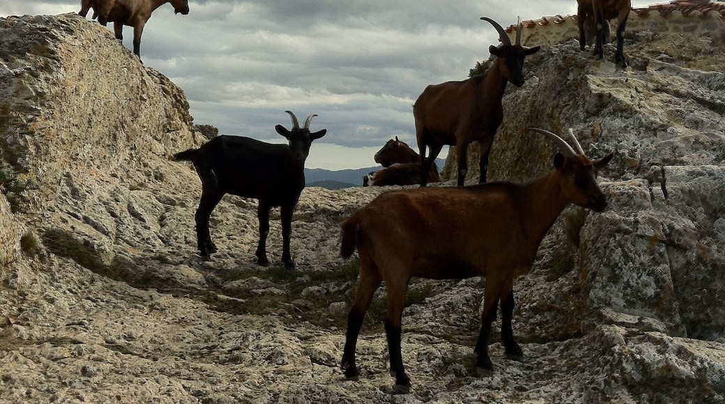 66300 Camélas, France