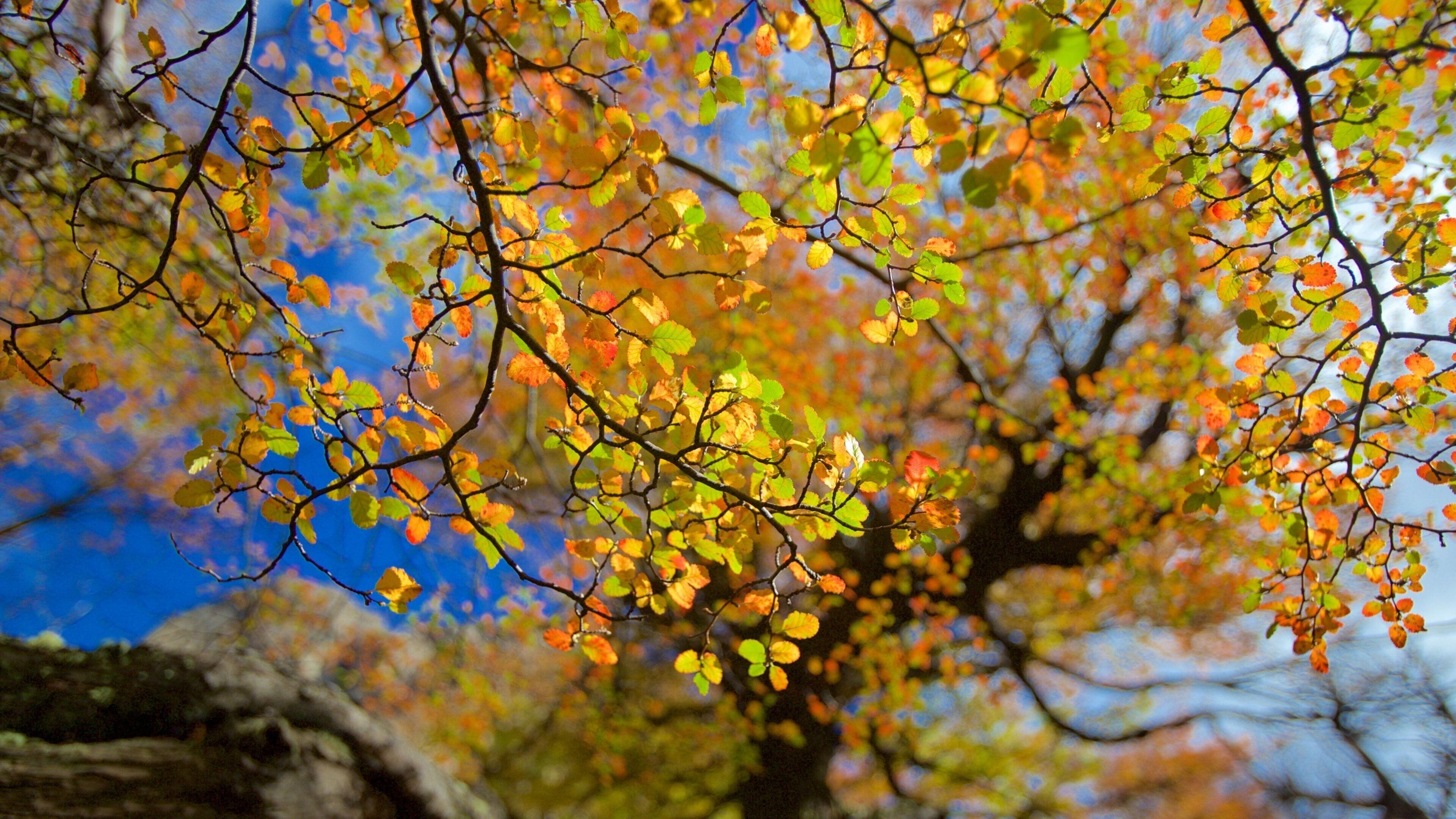 Los Glaciares National Park showing forest scenes and autumn leaves