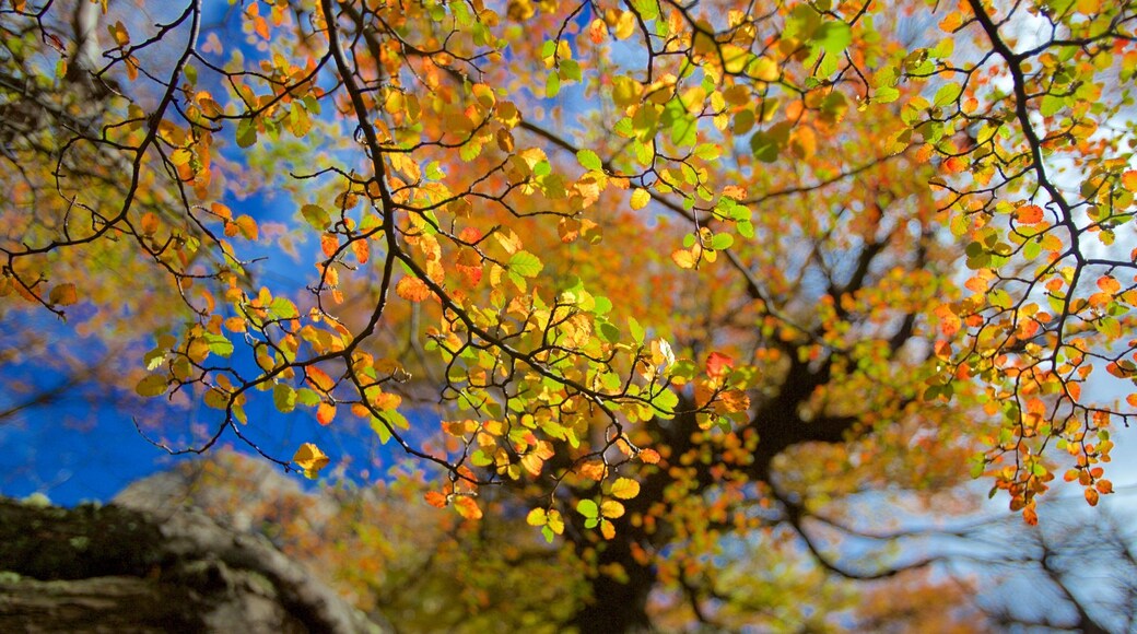 Los Glaciares National Park showing forest scenes and autumn leaves