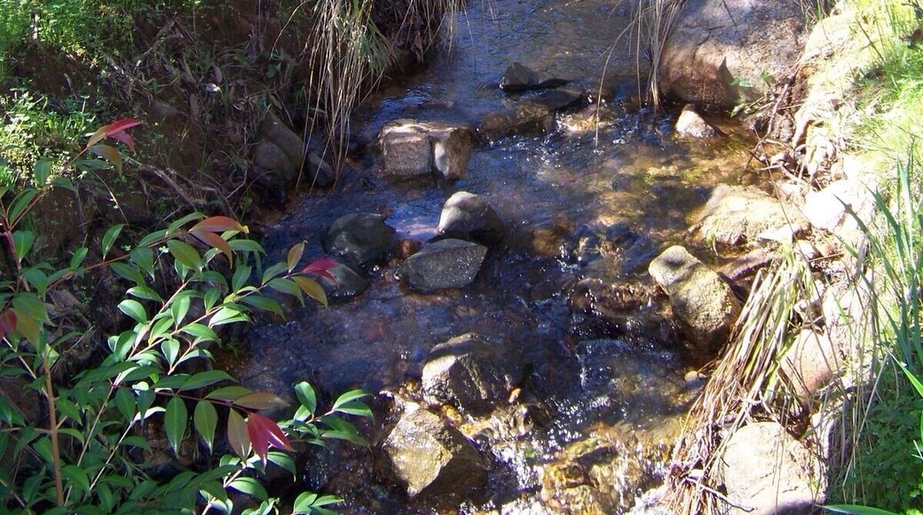 Creek in the Australian bush