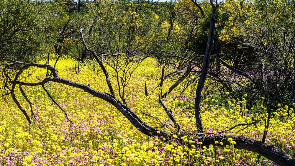 Yellow and Pink Everlasting Wildflowers with wattle in background in Western Australia at Coalseam Conservation Park.