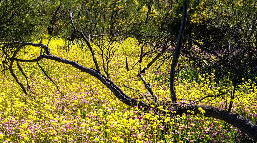 Yellow and Pink Everlasting Wildflowers with wattle in background in Western Australia at Coalseam Conservation Park.