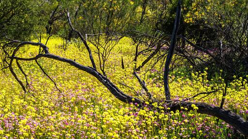 Yellow and Pink Everlasting Wildflowers with wattle in background in Western Australia at Coalseam Conservation Park.